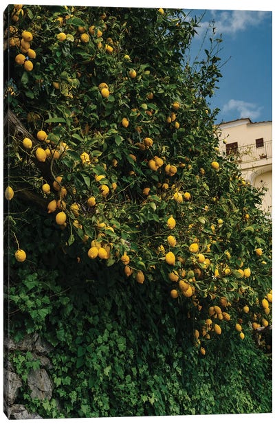 Amalfi Coast Lemons II Canvas Art Print - Campania Art