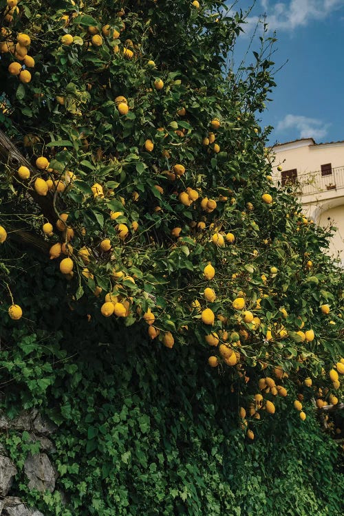 Amalfi Coast Lemons II