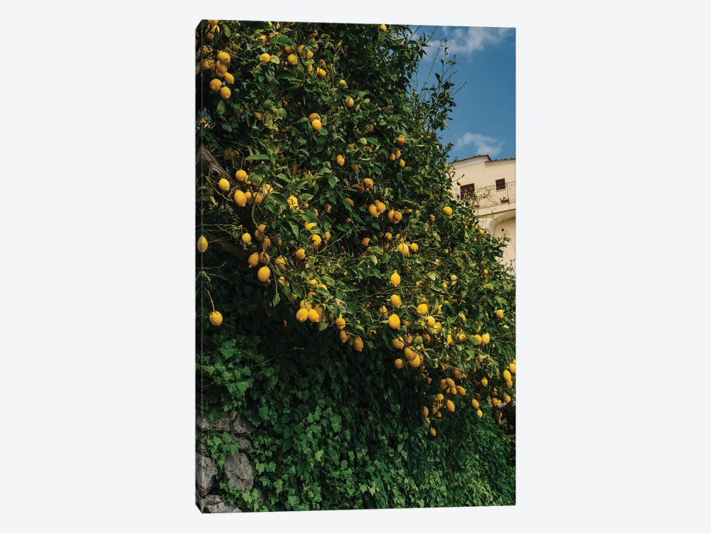 Amalfi Coast Lemons II by Bethany Young 1-piece Canvas Art