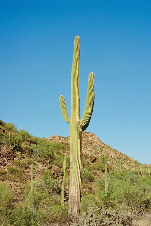 Saguaro National Park XI On Film