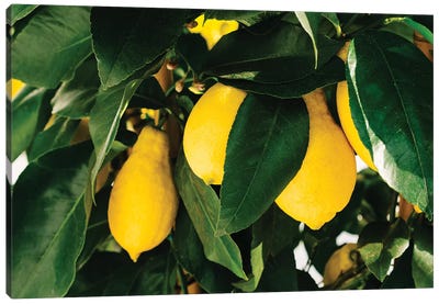 Amalfi Coast Lemons I Canvas Art Print - Lemon & Lime Art