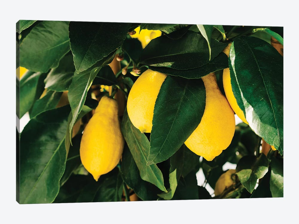 Amalfi Coast Lemons I by Bethany Young 1-piece Canvas Print