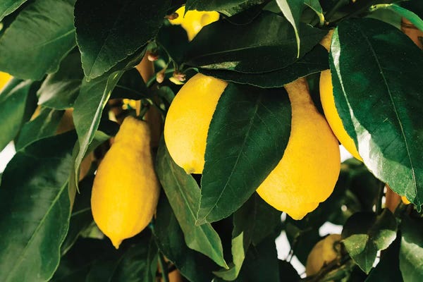 Lemons & Limes: Amalfi Coast Lemons I by Bethany Young