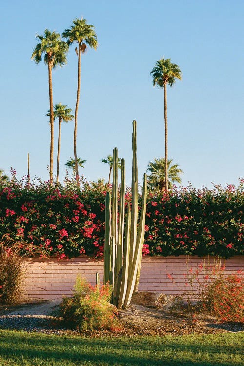 Palm Springs Morning II On Film