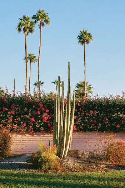 Palm Springs Morning II On Film