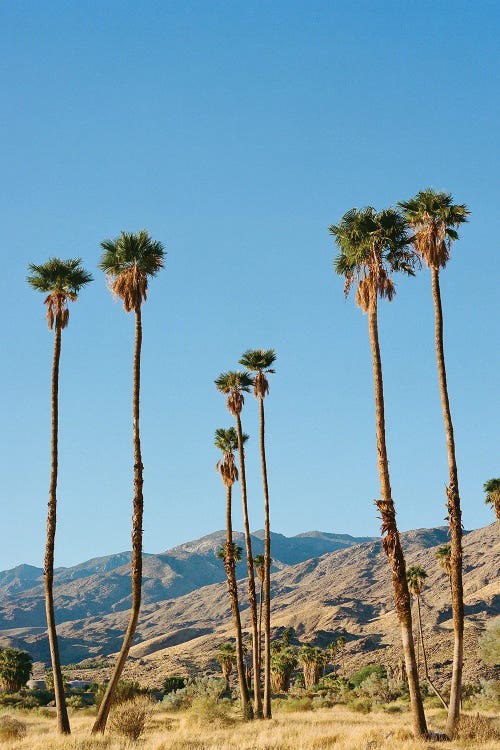 Palm Springs Morning On Film