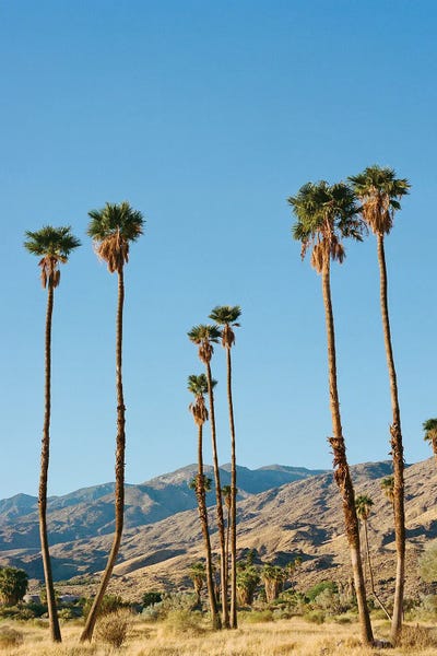 Palm Springs Morning On Film
