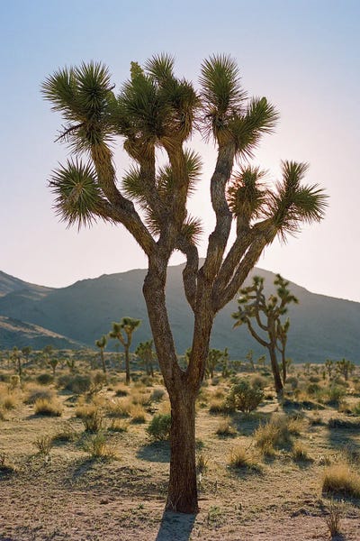Joshua Tree Evening Sunset On Film