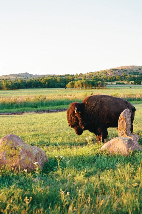 Oklahoma Bison II On Film by Bethany Young wall art