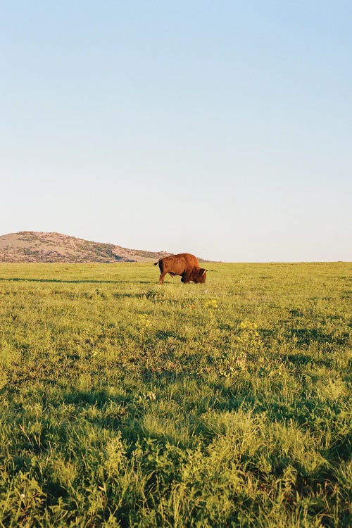 Oklahoma Bison On Film by Bethany Young wall art