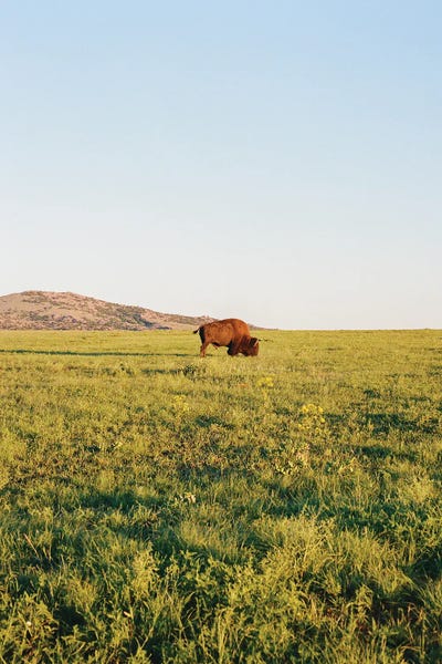 Oklahoma: Oklahoma Bison On Film by Bethany Young