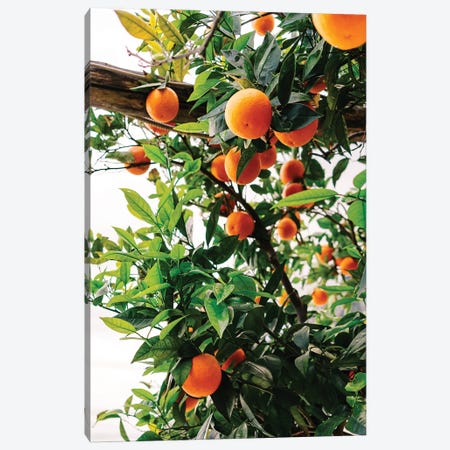 Amalfi Coast Oranges II Canvas Print #BTY239} by Bethany Young Canvas Artwork