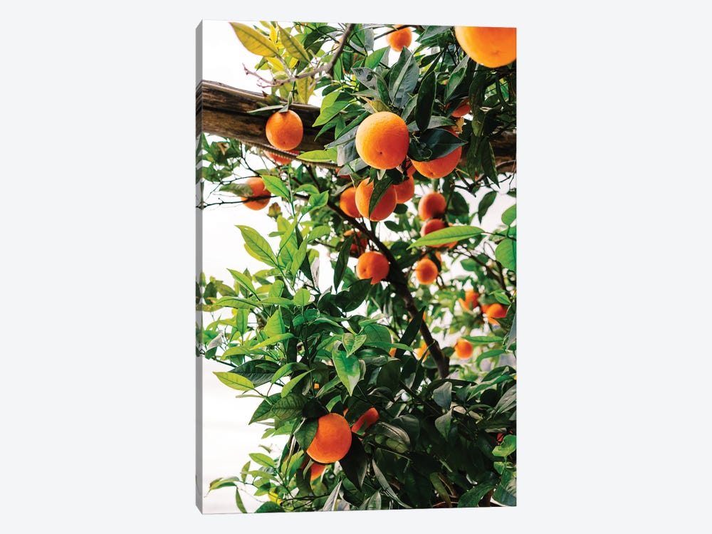 Amalfi Coast Oranges II by Bethany Young 1-piece Art Print