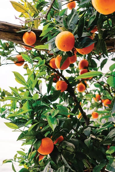 Amalfi Coast: Amalfi Coast Oranges II by Bethany Young