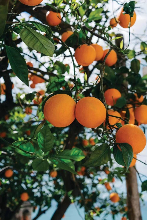 Amalfi Coast Oranges III by Bethany Young wall art