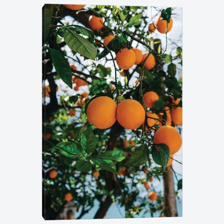 Amalfi Coast Oranges III Canvas Print #BTY240} by Bethany Young Art Print