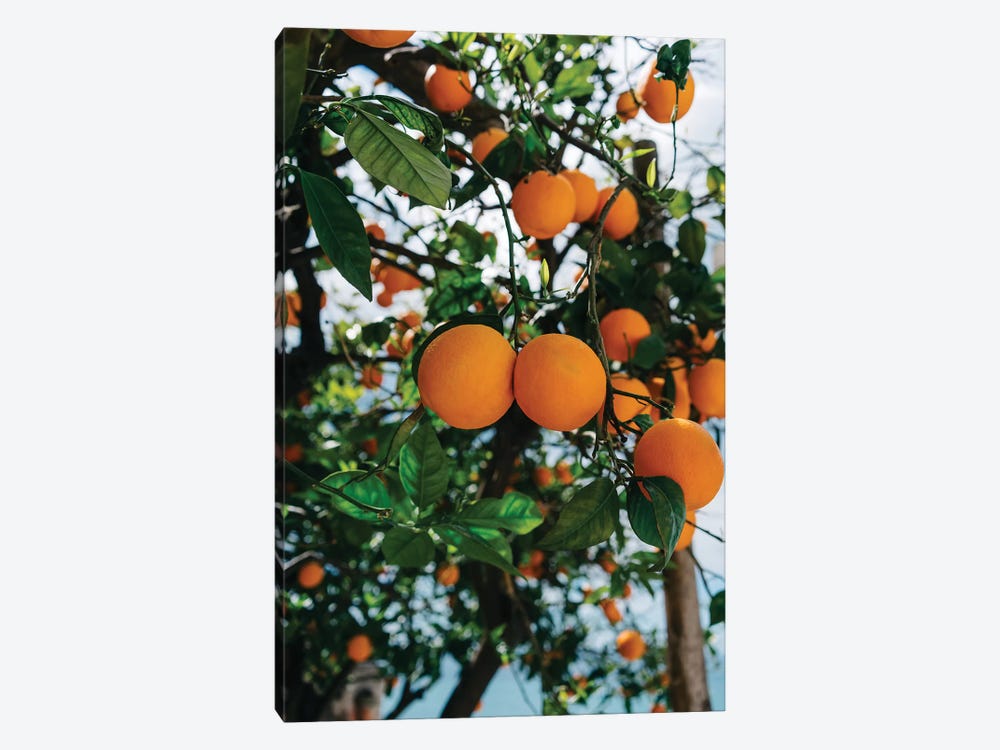 Amalfi Coast Oranges III by Bethany Young 1-piece Art Print