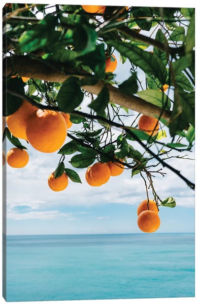 Amalfi Coast Oranges IV Canvas Art Print - Fruit Art