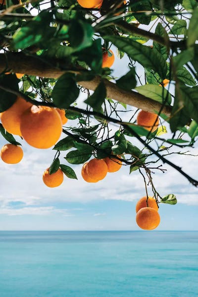 Italy: Amalfi Coast Oranges IV by Bethany Young