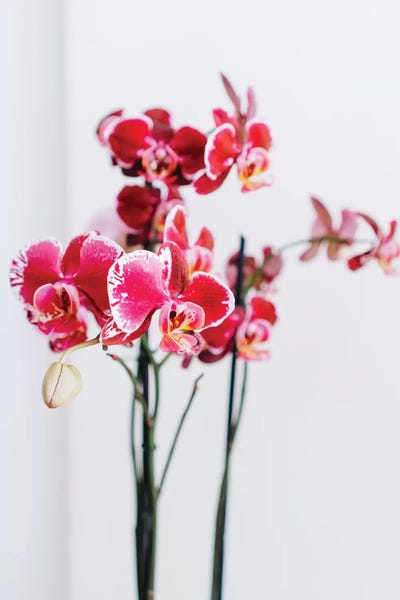 Orchids: Positano Blooms II by Bethany Young