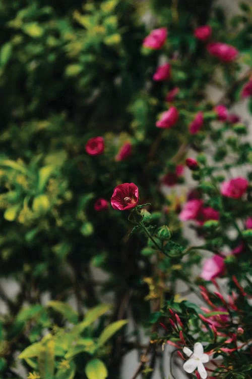 Positano Blooms IV