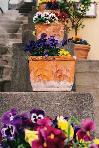 Campania: Positano Blooms IX by Bethany Young