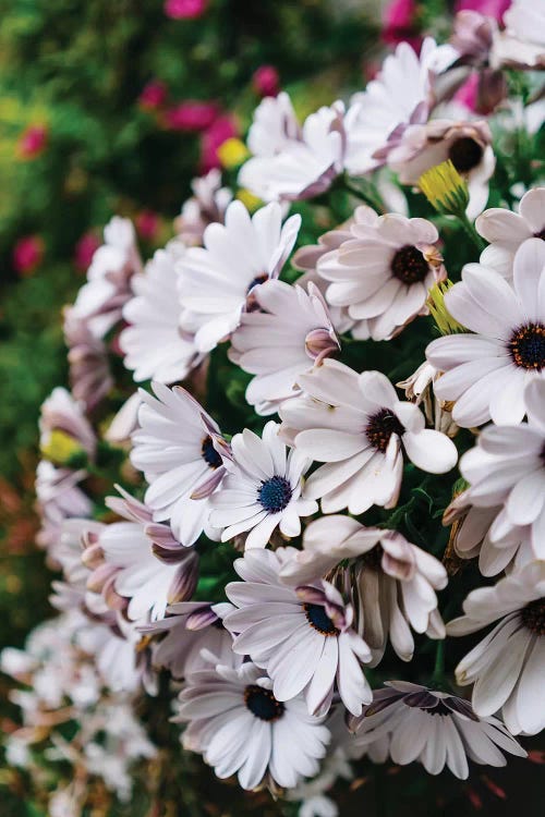 Positano Blooms V