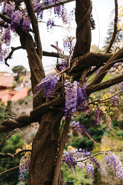 Wisterias: Positano Blooms VI by Bethany Young