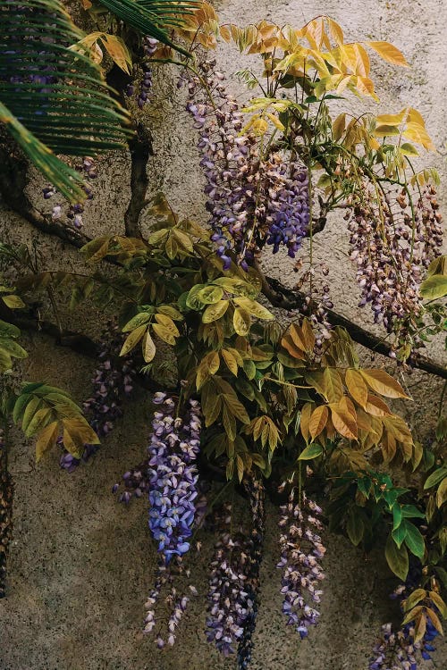 Positano Blooms VIII