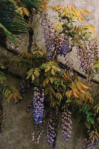 Wisterias: Positano Blooms VIII by Bethany Young