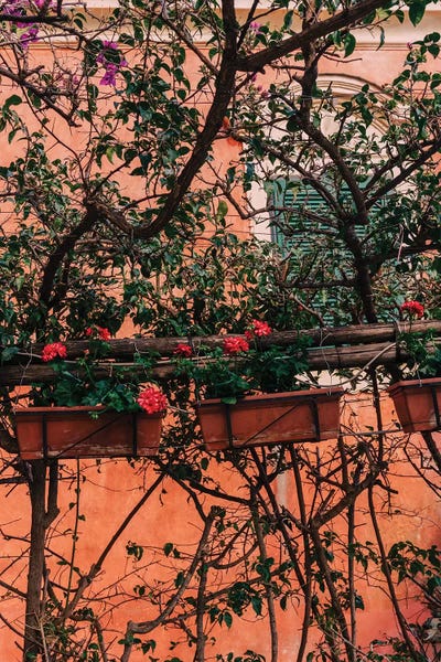 Bougainvillea: Positano Blooms XI by Bethany Young