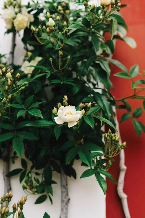 Positano Blooms I