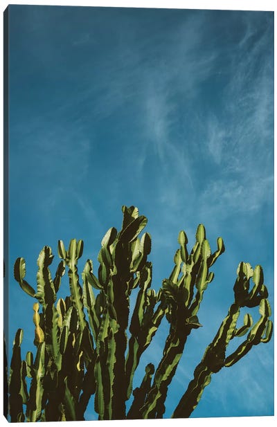 Cactus Sky Canvas Art Print - San Diego Art