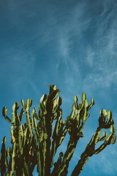 Cacti: Cactus Sky by Bethany Young
