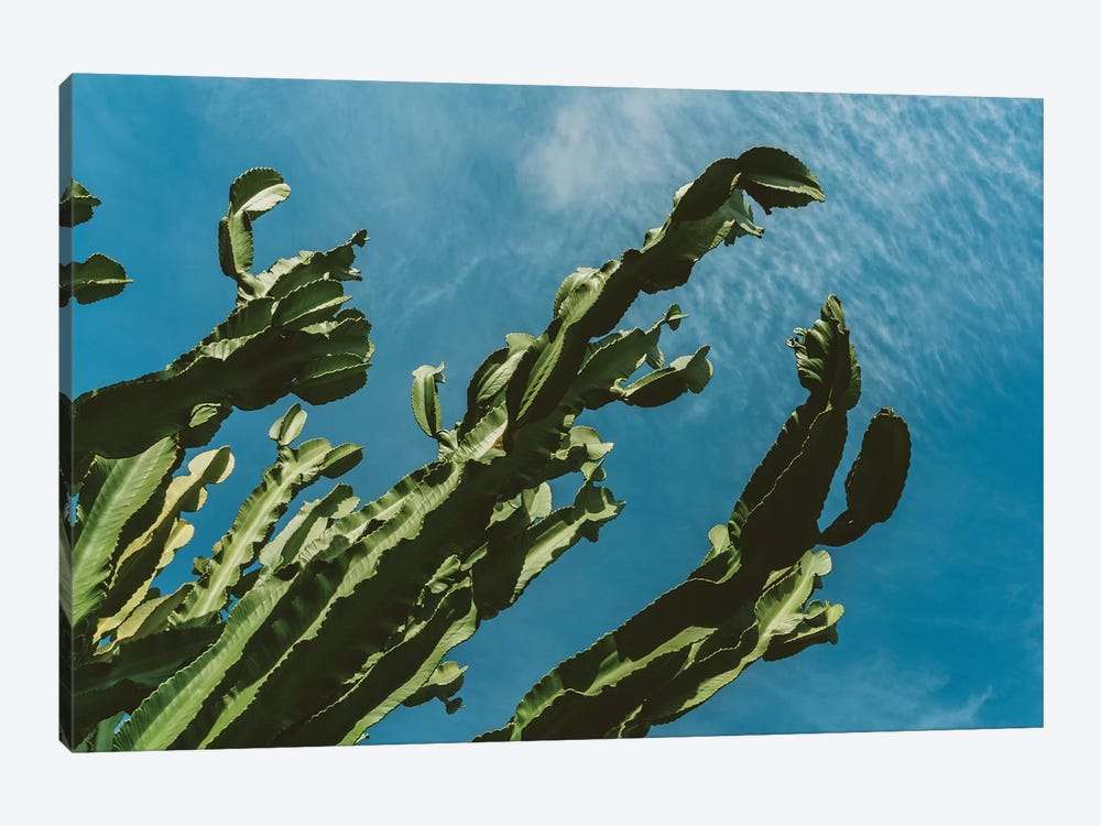 Cactus Sky III by Bethany Young 1-piece Canvas Print