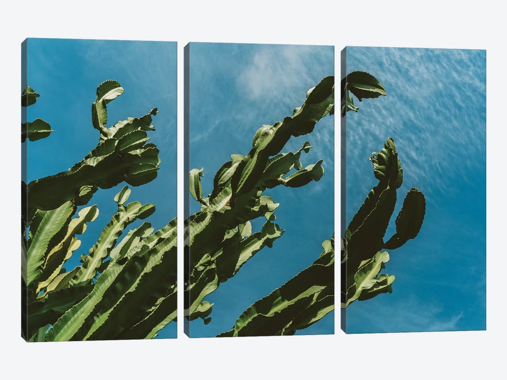 Cactus Sky III by Bethany Young 3-piece Canvas Print