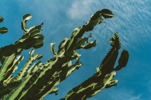 San Diego: Cactus Sky III by Bethany Young