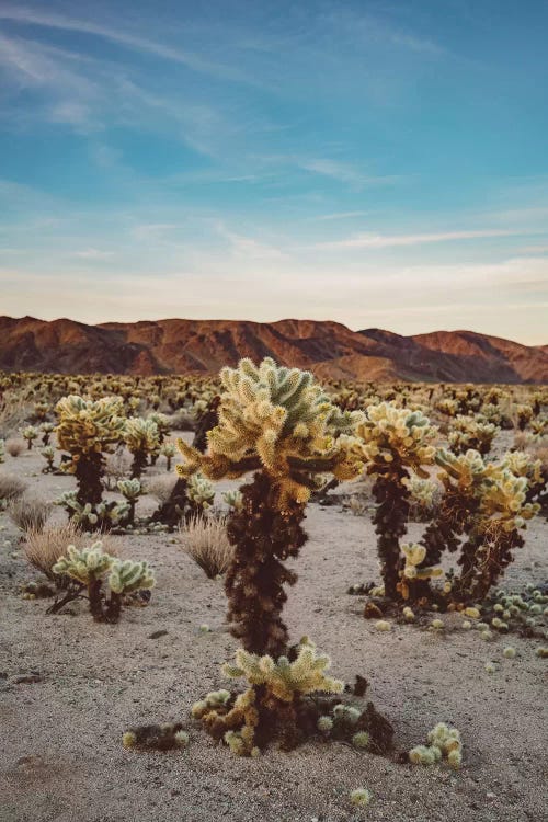 Cholla Cactus Garden II