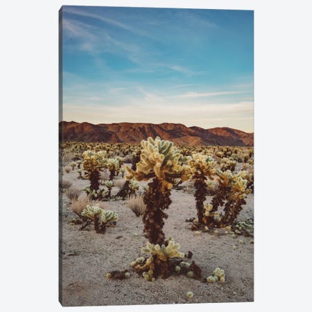Cholla Cactus Garden II Canvas Print #BTY30} by Bethany Young Canvas Print