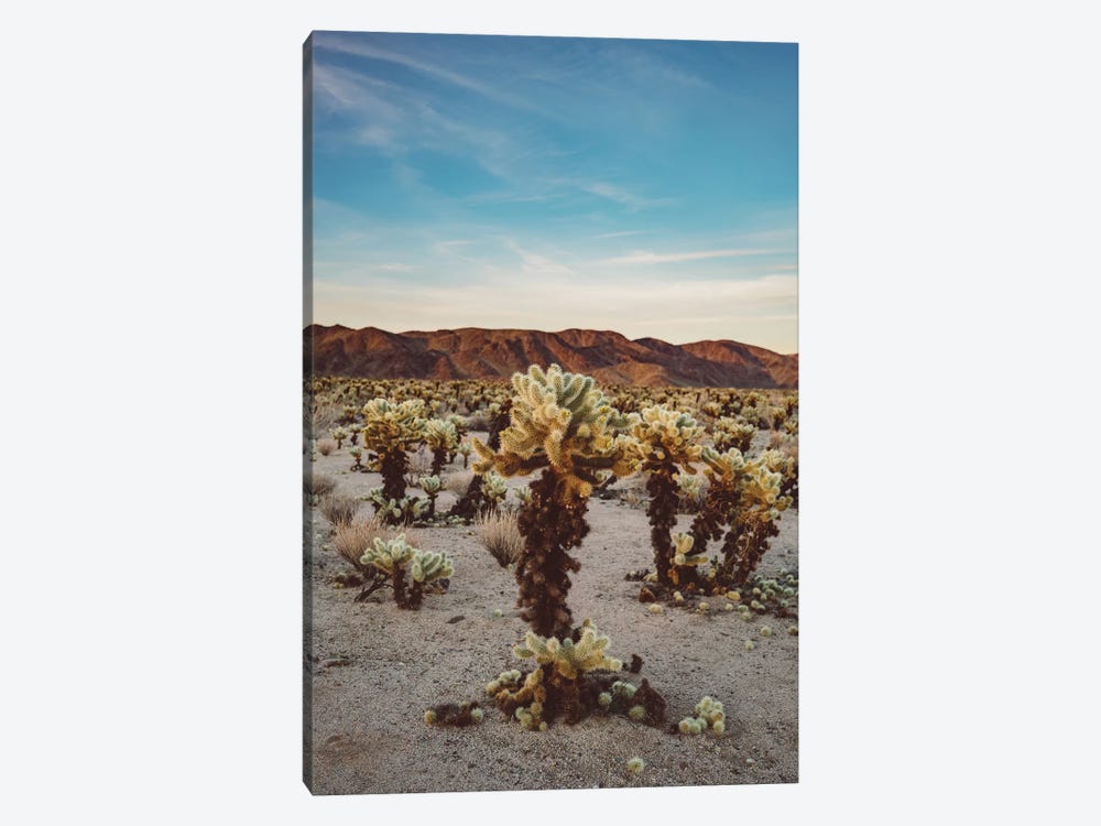 Cholla Cactus Garden II by Bethany Young 1-piece Canvas Artwork