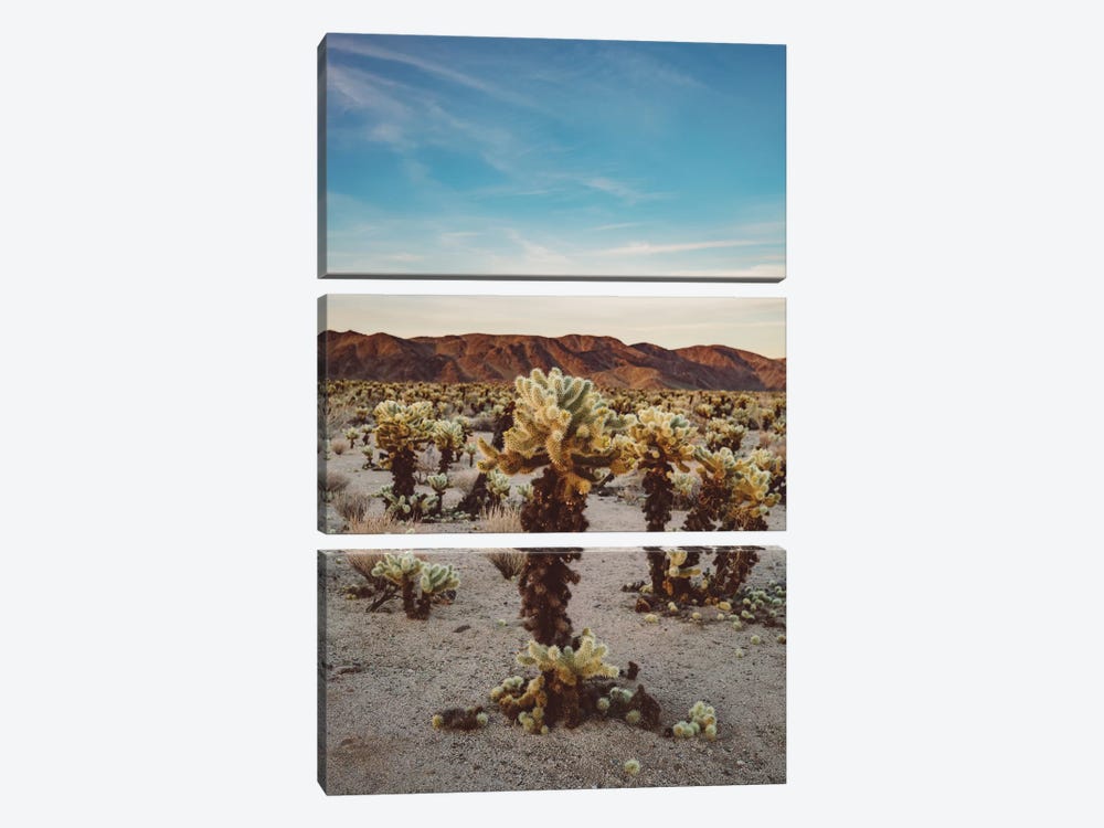 Cholla Cactus Garden II by Bethany Young 3-piece Canvas Artwork