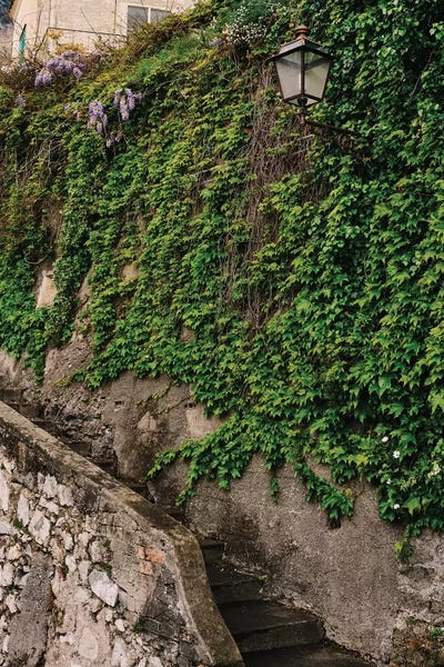Wisterias: Positano V by Bethany Young