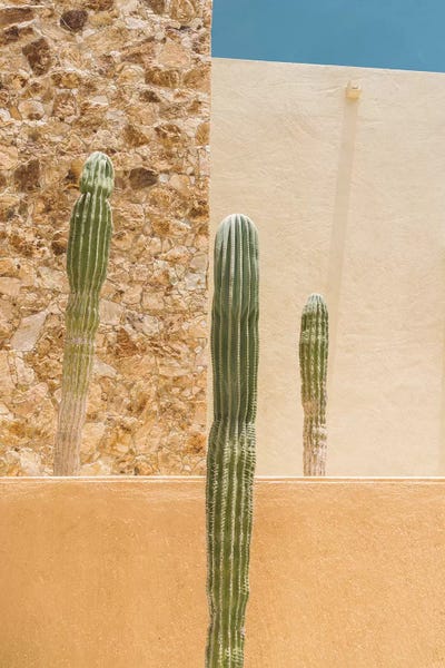 Mexico: Abstract Cactus by Bethany Young