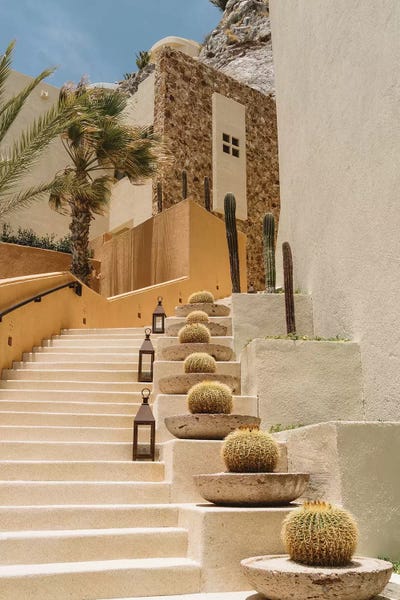 Cacti: Cabo Architecture III by Bethany Young