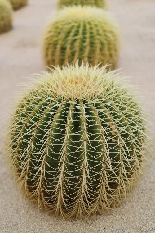 Cabo Cactus IV