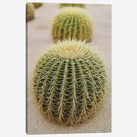 Cabo Cactus IV Canvas Print #BTY379} by Bethany Young Art Print