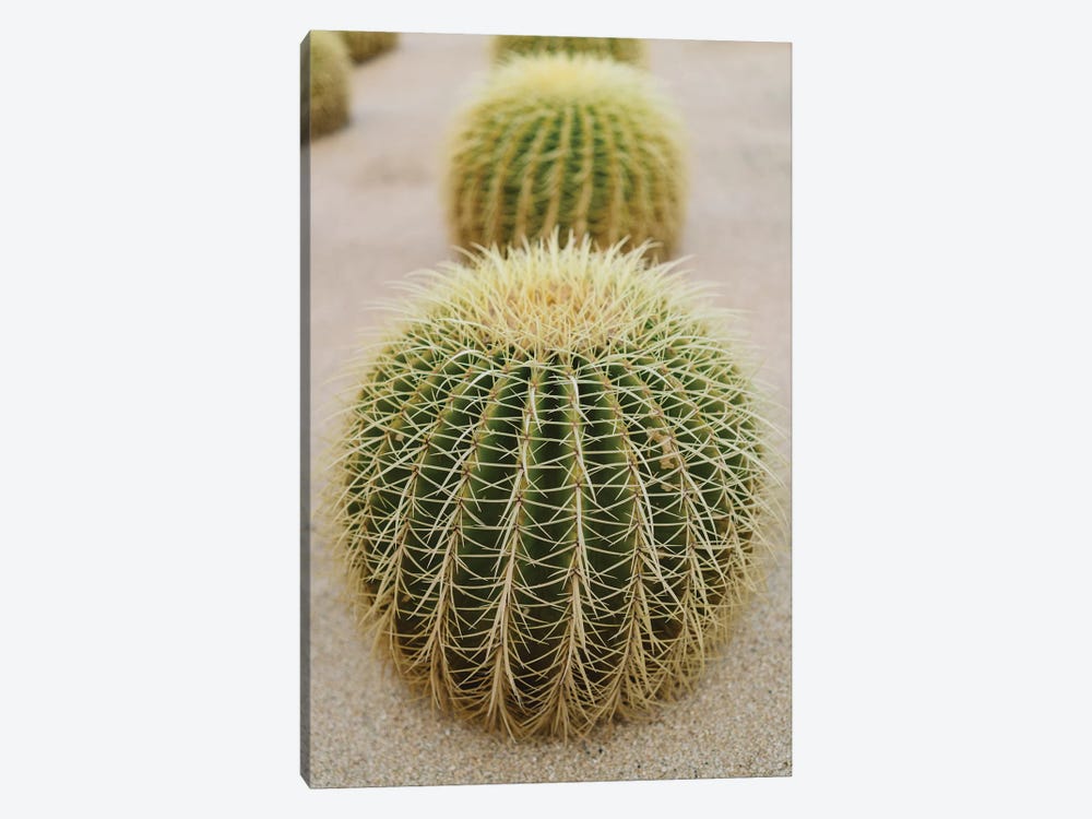 Cabo Cactus IV by Bethany Young 1-piece Canvas Wall Art