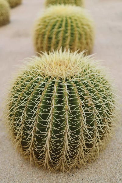 Cabo San Lucas: Cabo Cactus IV by Bethany Young