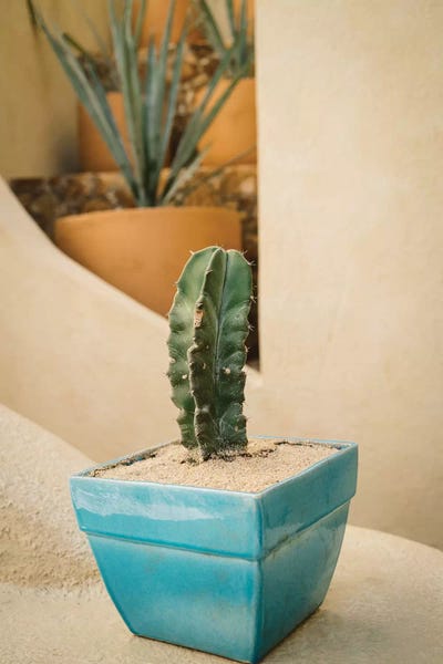 Cabo Cactus V by Bethany Young multi panel art