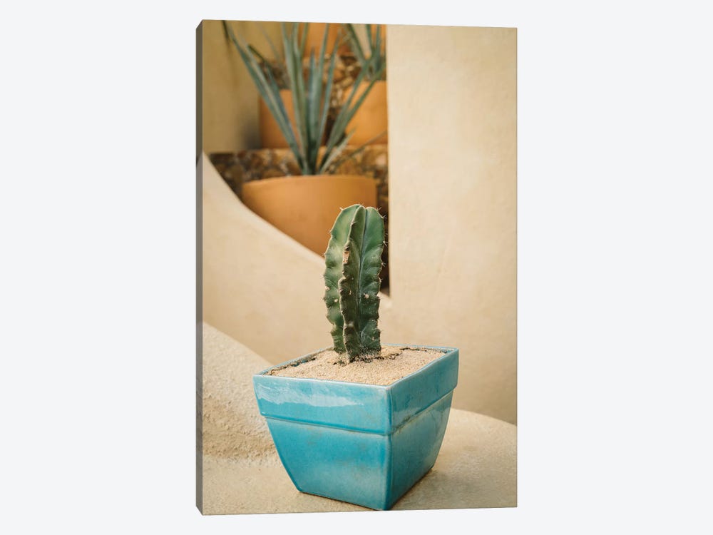 Cabo Cactus V by Bethany Young 1-piece Canvas Art